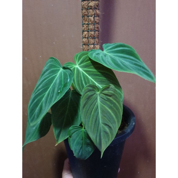 Philodendron Splendid