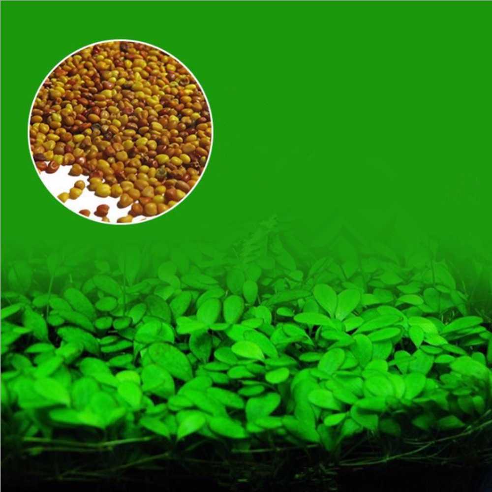 Bibit Rumput Air Dekorasi Aquarium Landscape Ornament - H0027-Coklat