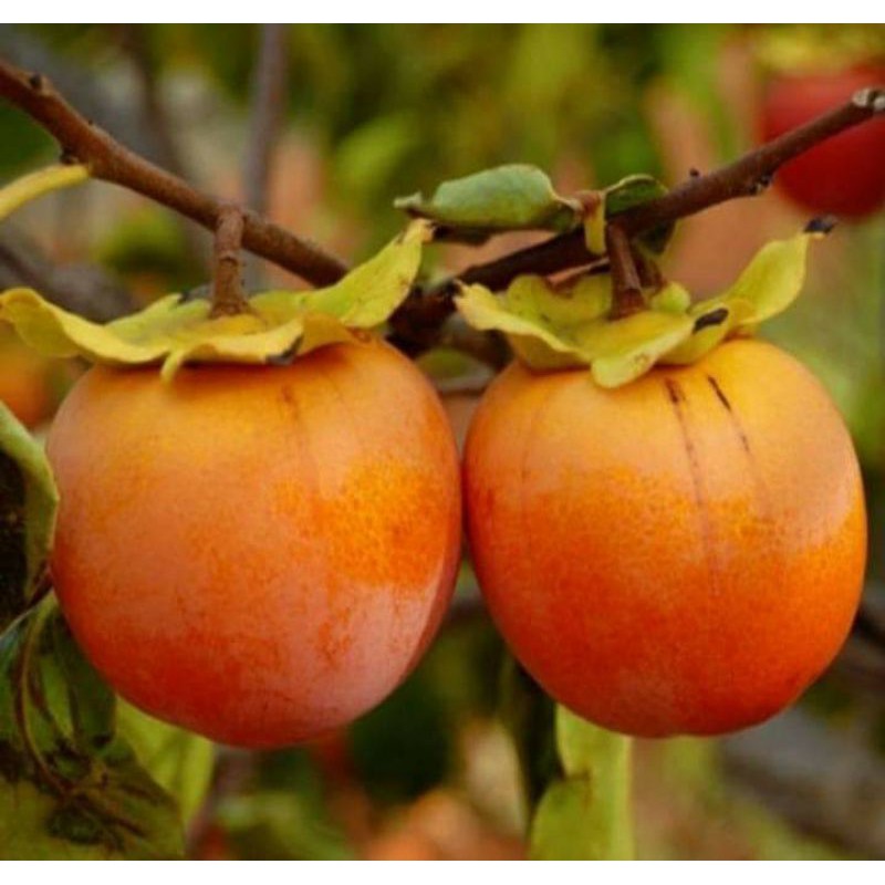 Bibit Buah Kesemek cangkok