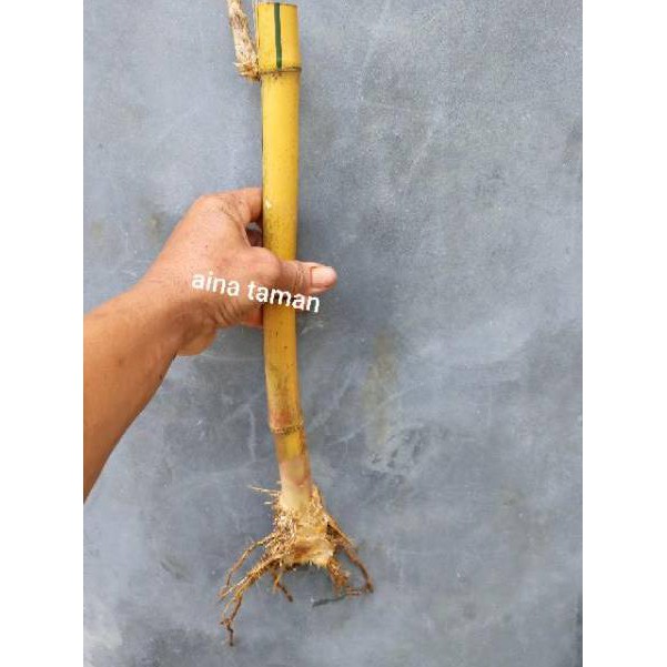 produk ekslusif STEK CUTTING BAMBU KUNING BAMBU PANDA-stek cutting bambu kuning