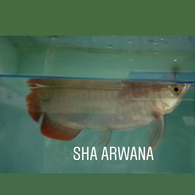 Ikan super red Arwana super red chili red