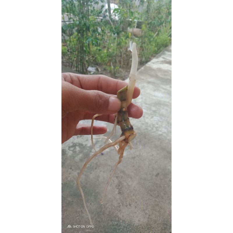 bonggolan aglonema.lotus.+goliat