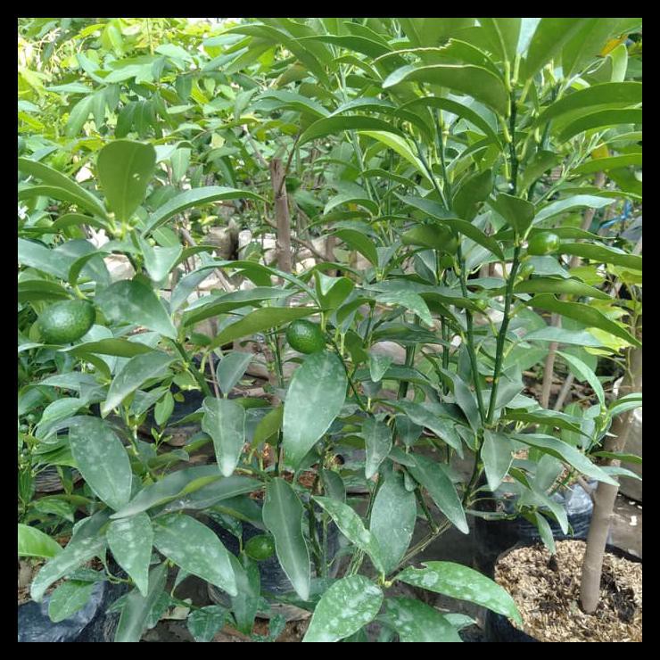 Pohon Jeruk Nagami Sudah Buah