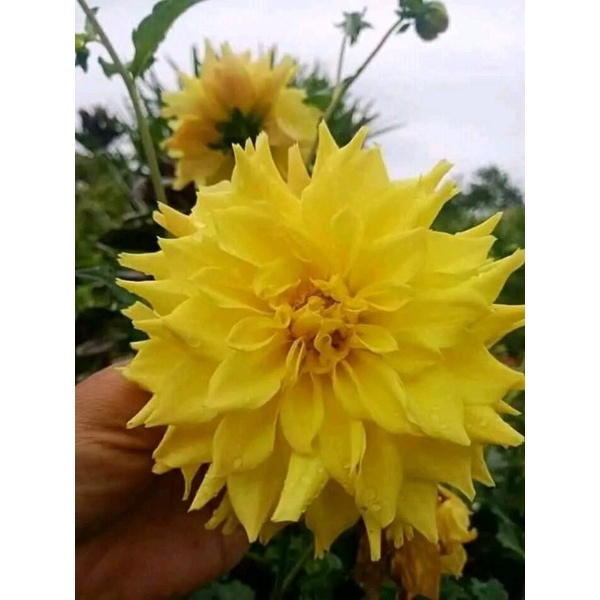 Umbi bunga dahlia bangkok