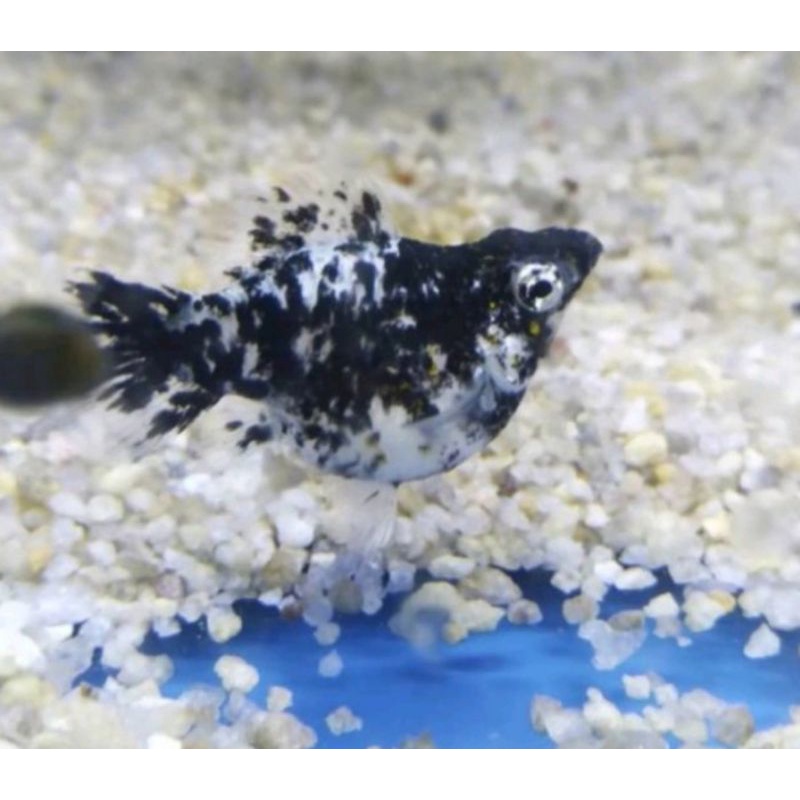 

ikan molly marble