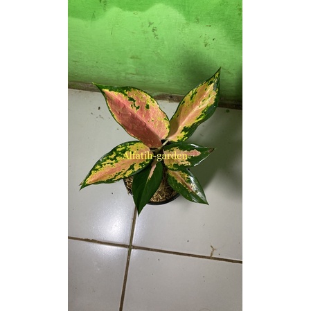aglonema kocin tembaga