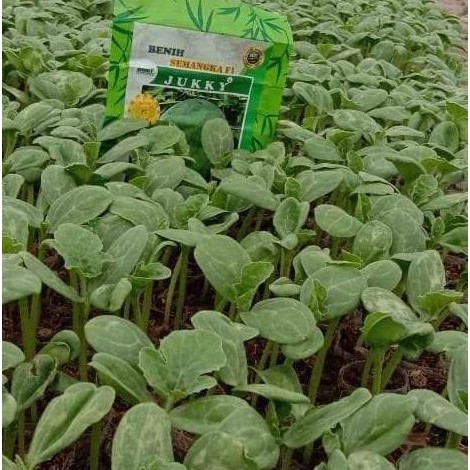 BENIH BIBIT UNGGUL SEMANGKA F1-NON BIJI JUKKY 20GRAM