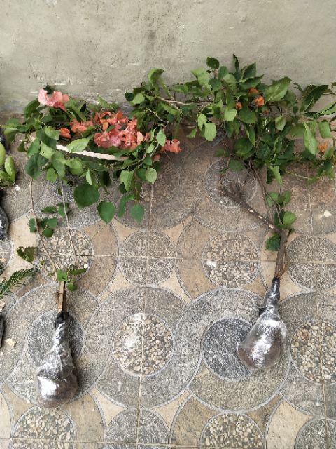 Tanaman Hias Palem Sikas-bibit Tanaman Sikas