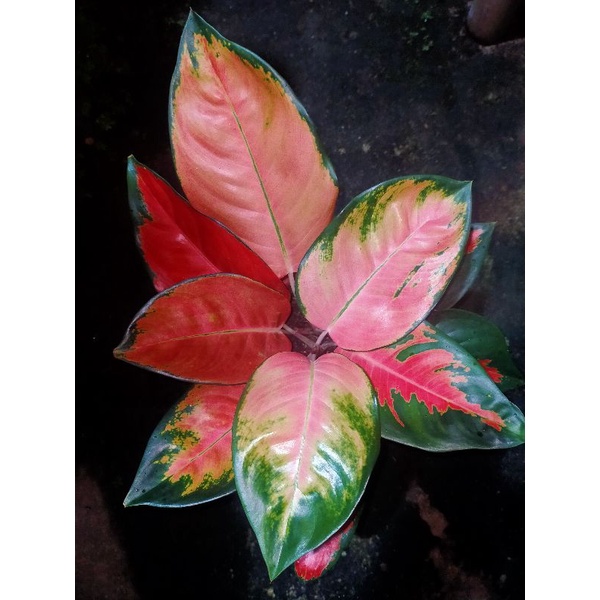 aglonema kocin pelangi