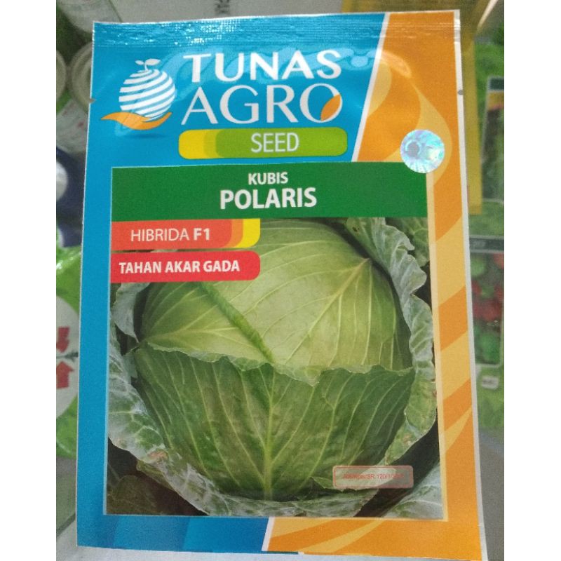 Benih kubis Hibrida F1 POLARIS 20gr