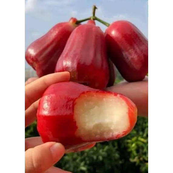 

Jambu Air Citra