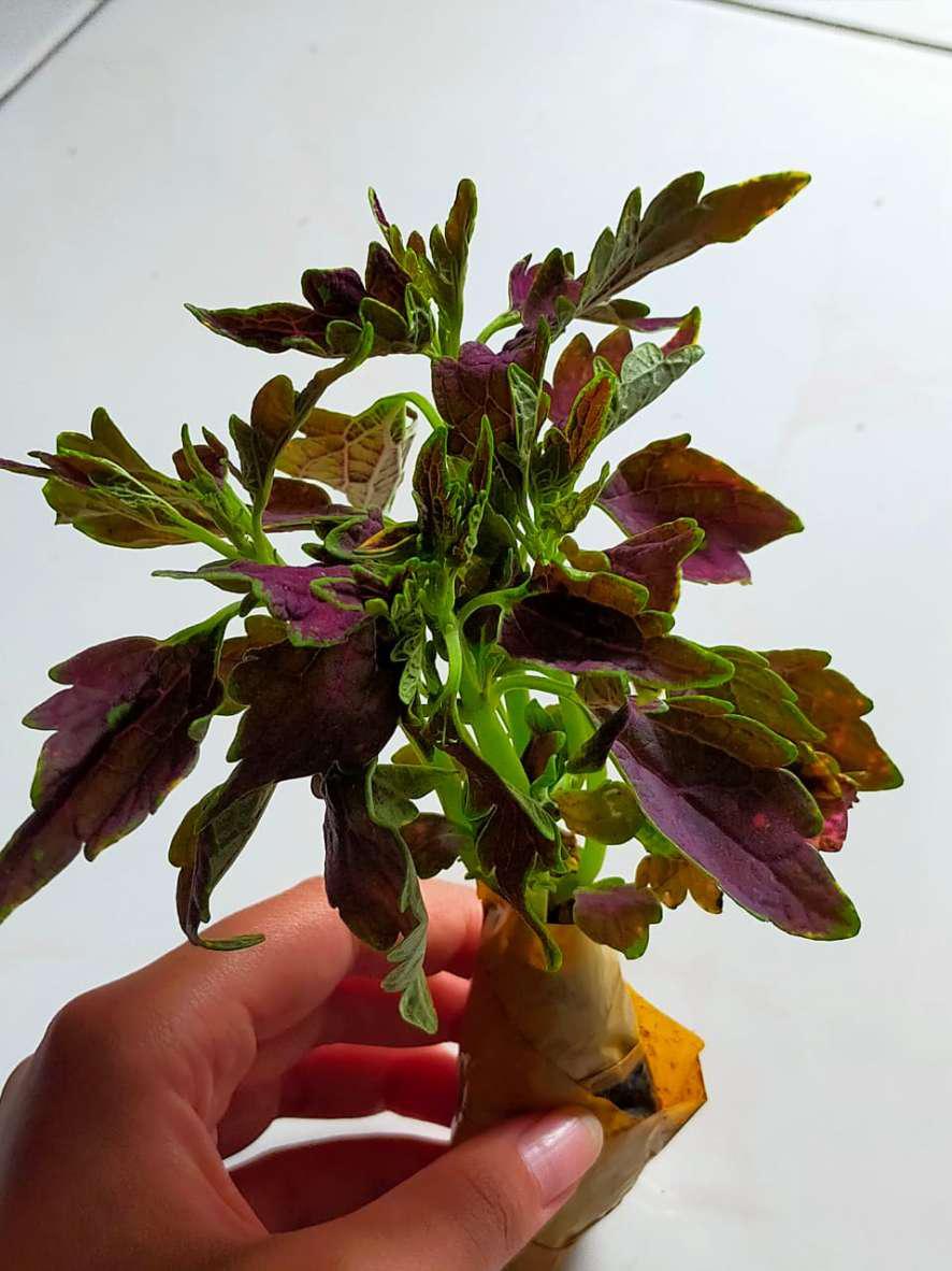 Miana Blaster / Miana Batik