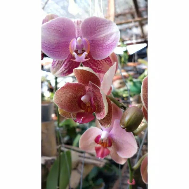 Anggrek bulan Taiwan Spike Mungil