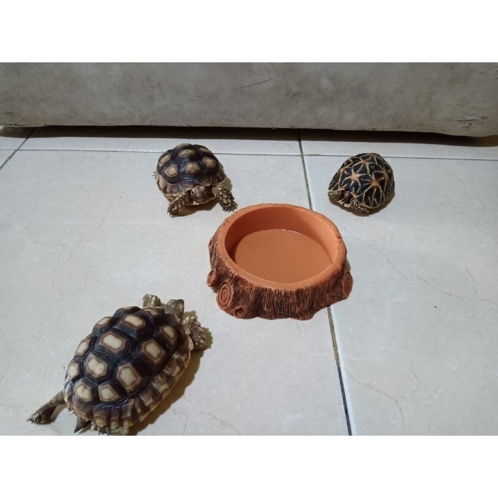 Water Dish -Feeding Dish untuk kura kura / reptil Medium