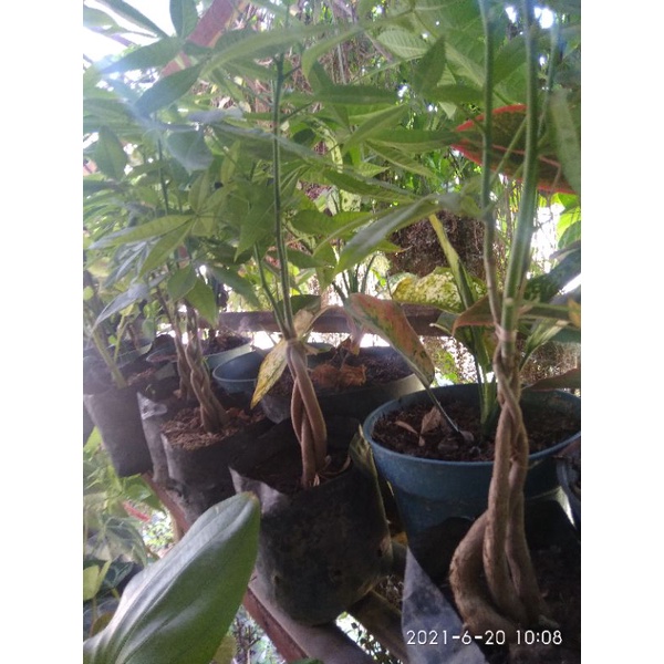 promo tanaman pachira pohon uang