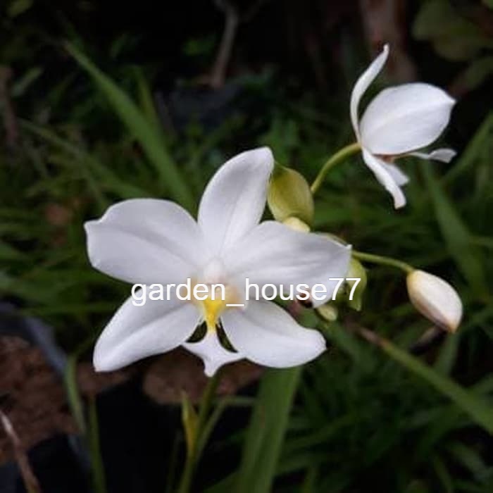 tanaman hias anggrek tanah bunga putih - bibit tanaman