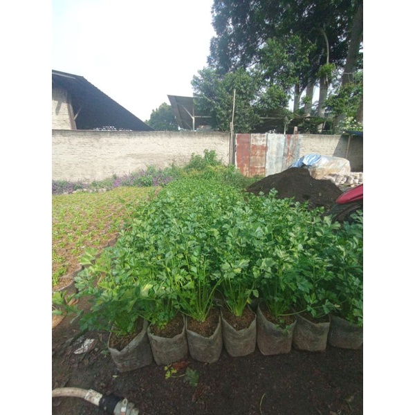 

Seledri tanam,Tanaman seledri,sayuran,seledri batang besar,seledri super