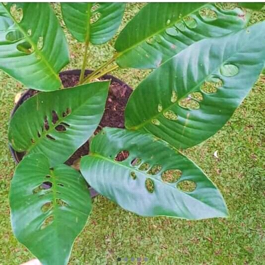 TANAMAN HIAS DUDA BOLONG HUTAN