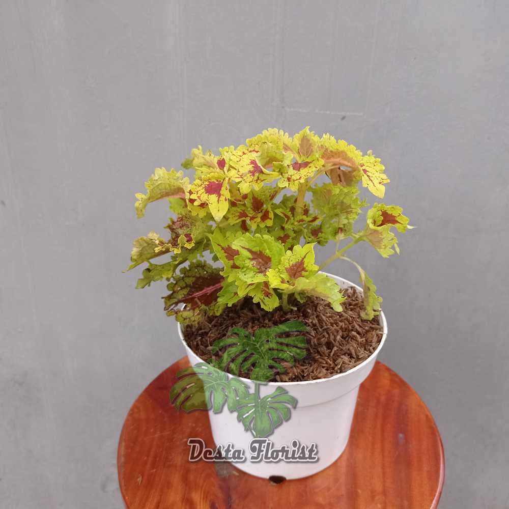 Miana urat merah-(coleus Wizard Scarlet - TANAMAN HIAS