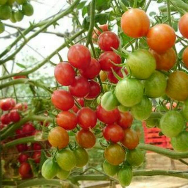 ( isi 25 biji) Benih Tomat Apel Lokal Unggul