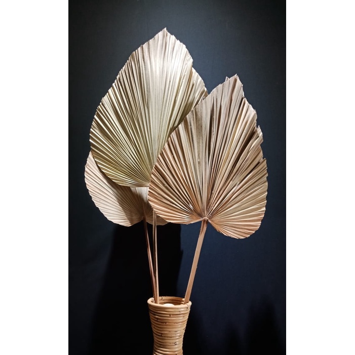 Daun Palem Kering Original Dekorasi Rumah