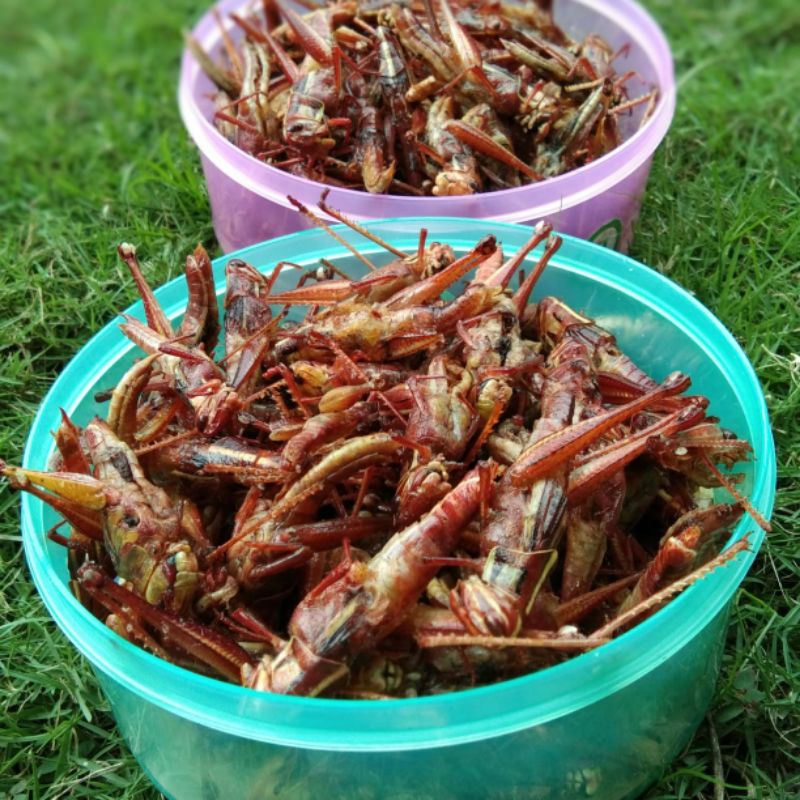 

camilan kekinian belalang goreng 165gram