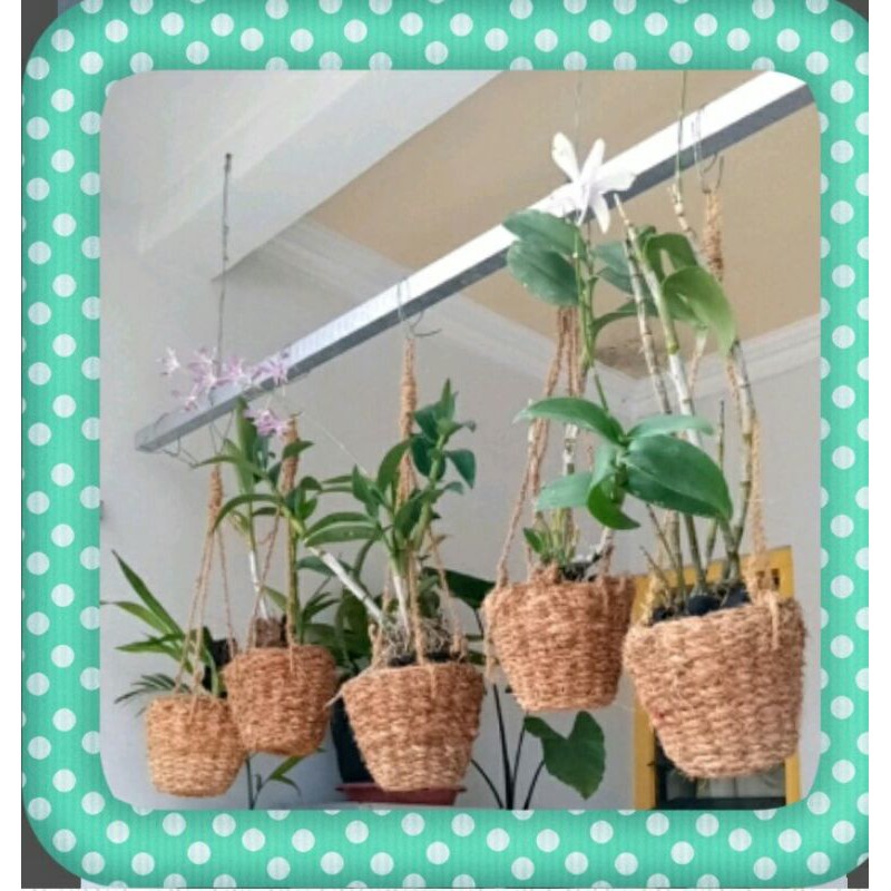 POT SABUT KELAPA GANTUNG/POT SABUT KELAPA ANGGREK