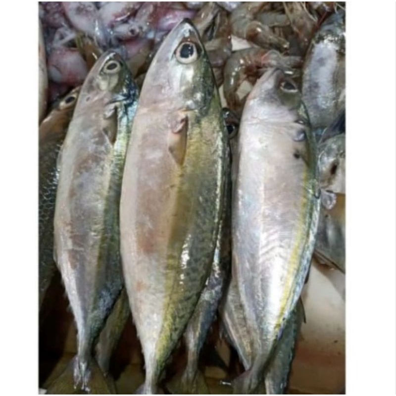 

Ikan Peda Segar Berat 500 Gem