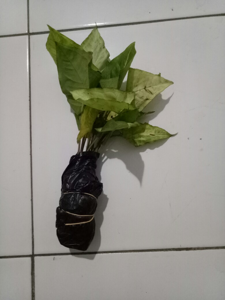 Tanaman Hias Singonium Tisu Sp