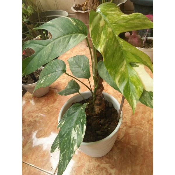 epipremnum pinatum variegata