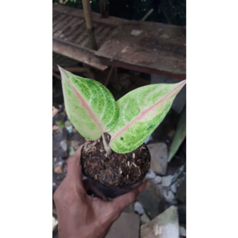 Aglonema emerald anakan baby emerald