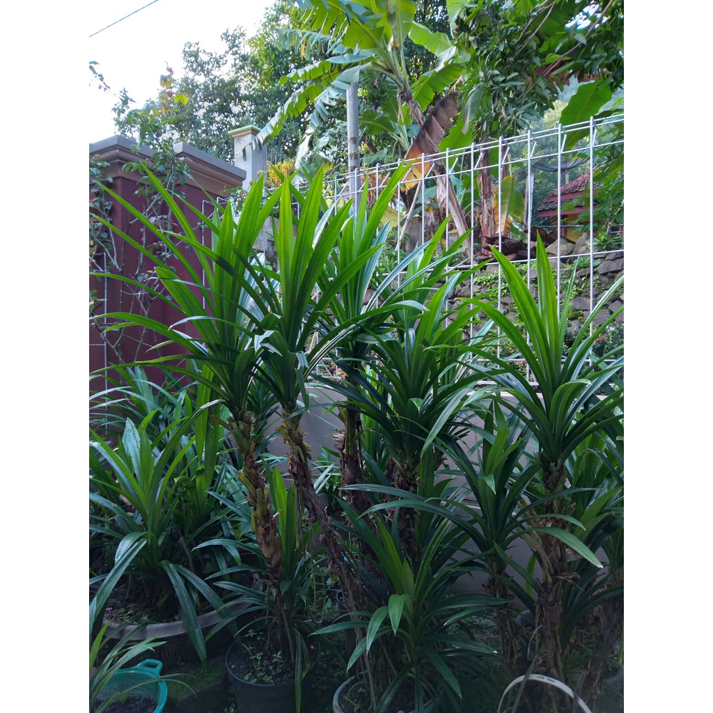 

Daun Pandan