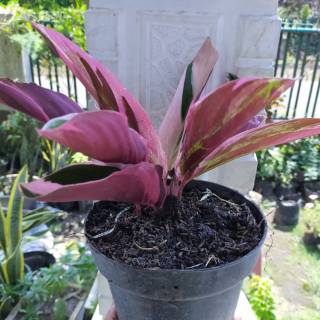  Tanaman  hias calathea  tricolour Shopee Indonesia