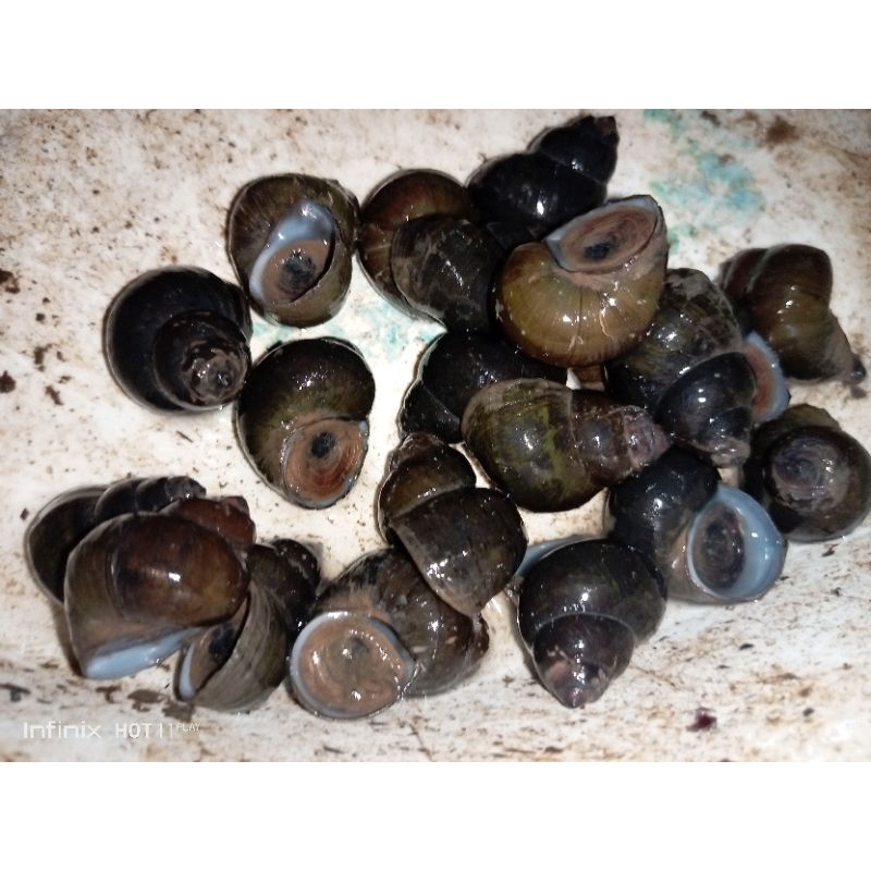 

Tutut sawah/kali fresss