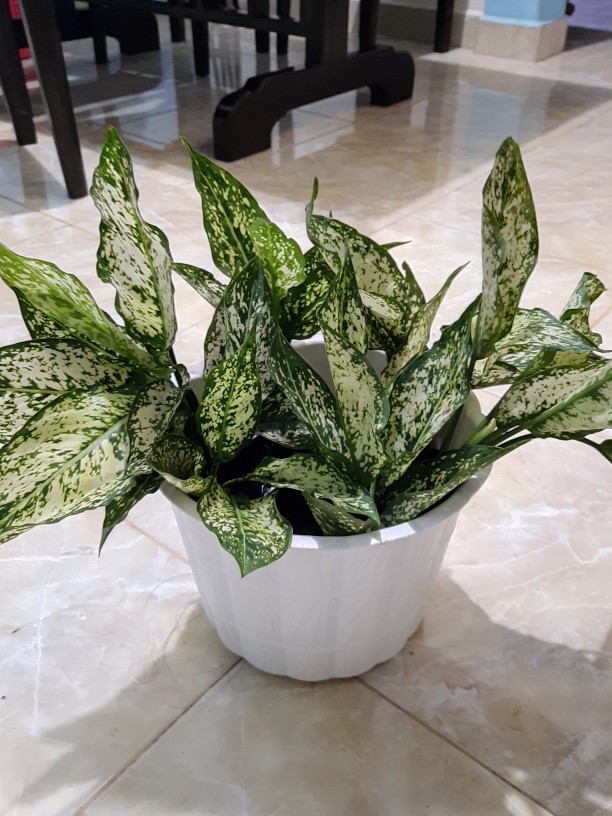 Aglonema Snow White-beras Tumpah