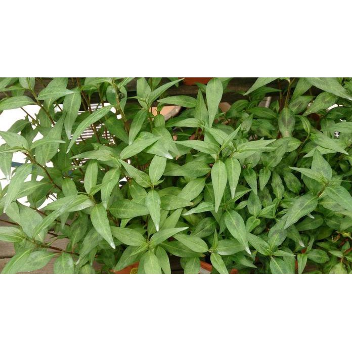 

DAUN KESUM / DAUN LAKSA LEAF SEGAR ORGANIK 250GRAM TERBARU