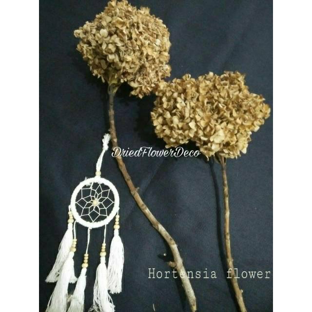 Hortansia - Dried Flower - pancawarna