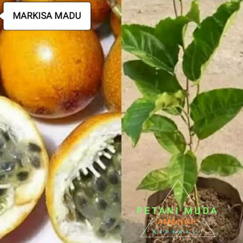 bibit markisa madu