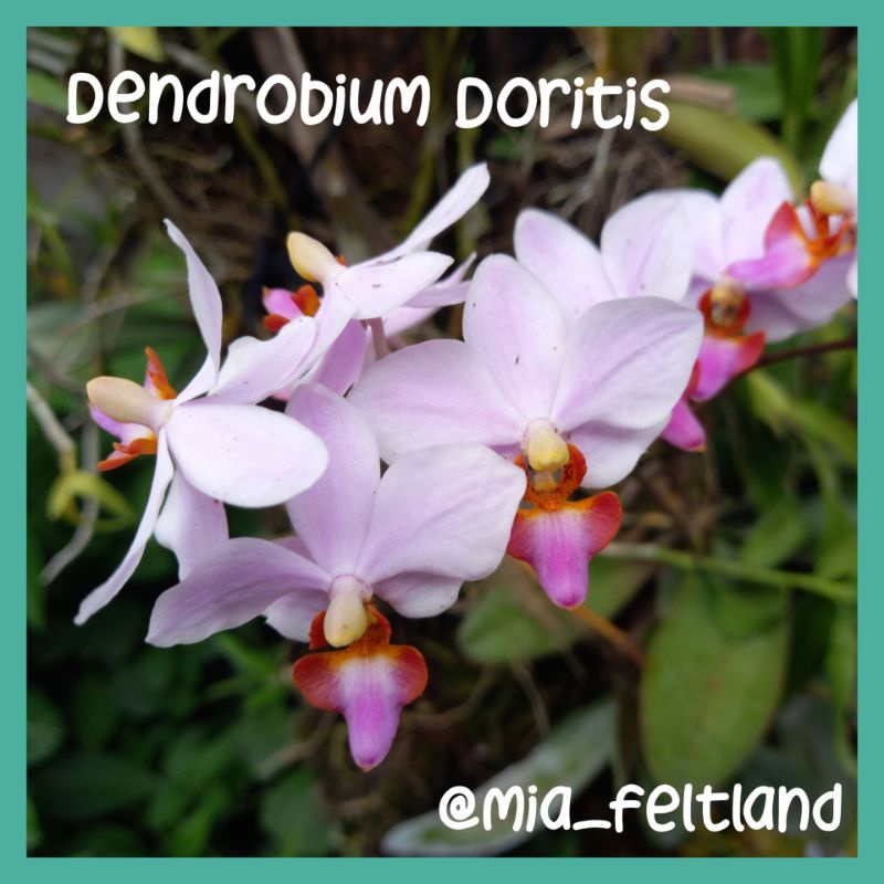 Anggrek Bulan Mini/ Dendrobium Doritis Pulcherrima Remaja Hidup/ Scorpio Kuning