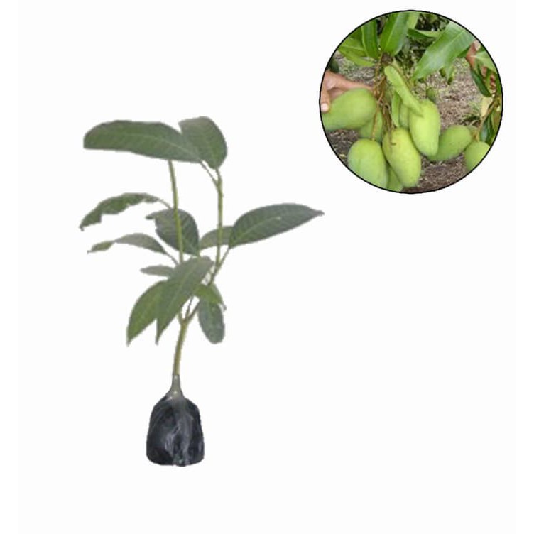 MANGGA CHOKANAN