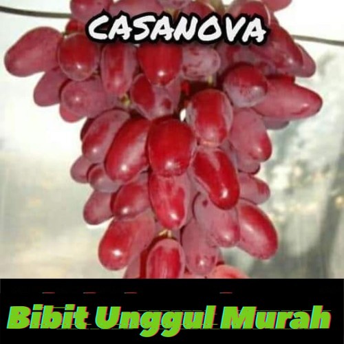 Bibit anggur import casanova hasil grafting