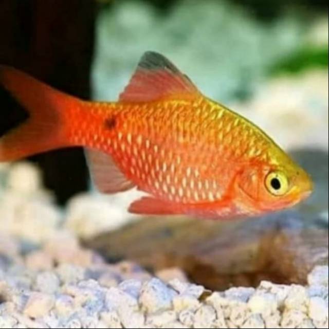 Ikan Hias Barbir