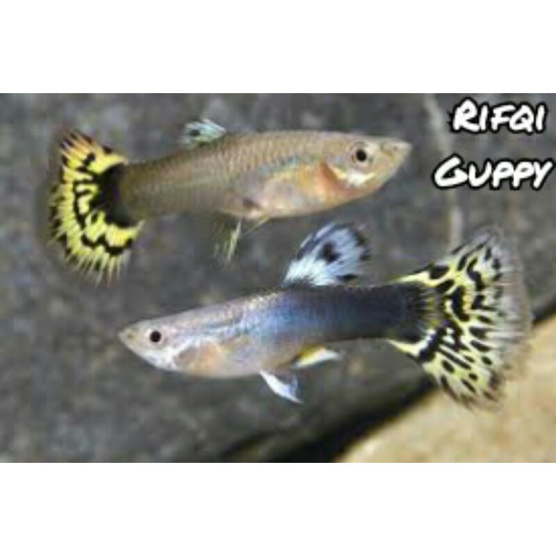 Ikan Guppy Platinum Tiger Ikan Hias