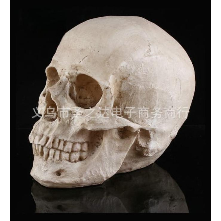 tengkorak kepala properti cosplay ukuran asli 1:1 skull skeleton