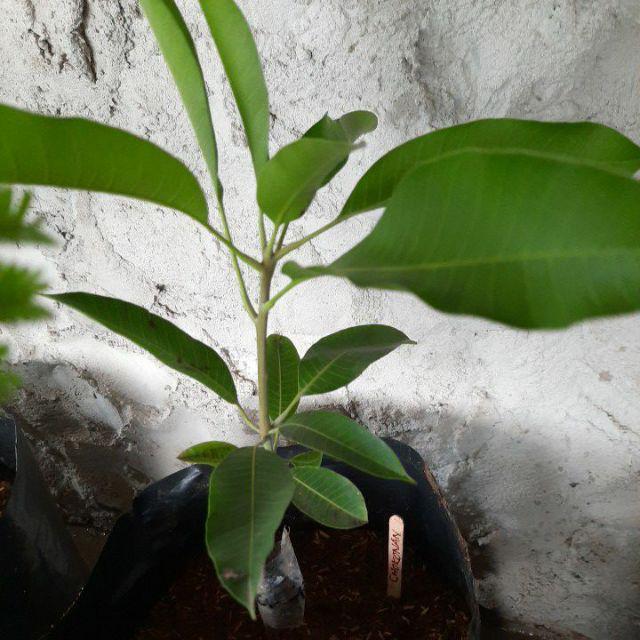 Tanaman Mangga Chokanan - Bibit Mangga Chokanan