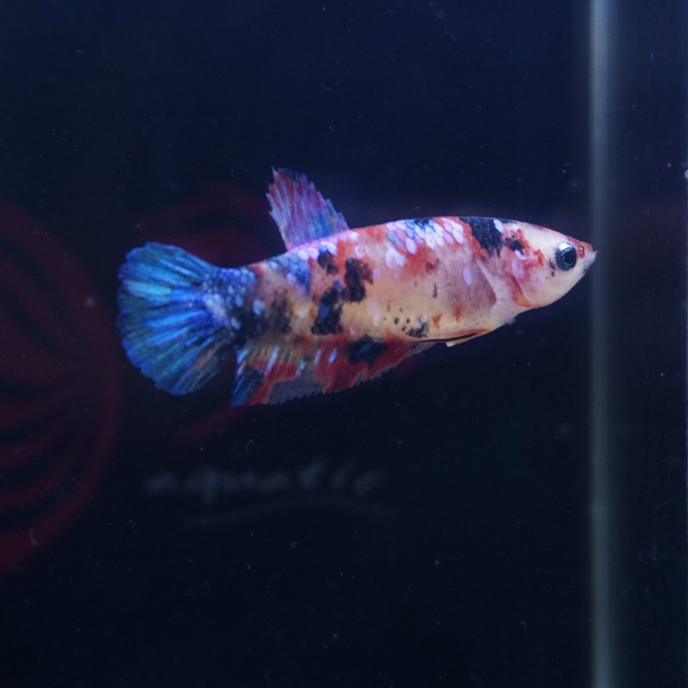 cupang female plakat galaxy multicolor betina 0601