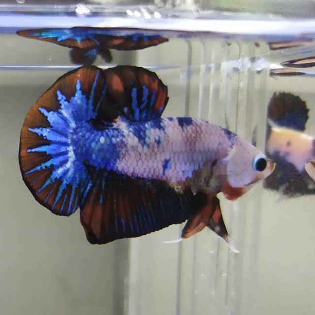 Cupang multicolor, koi galaxy, fancy, nemo