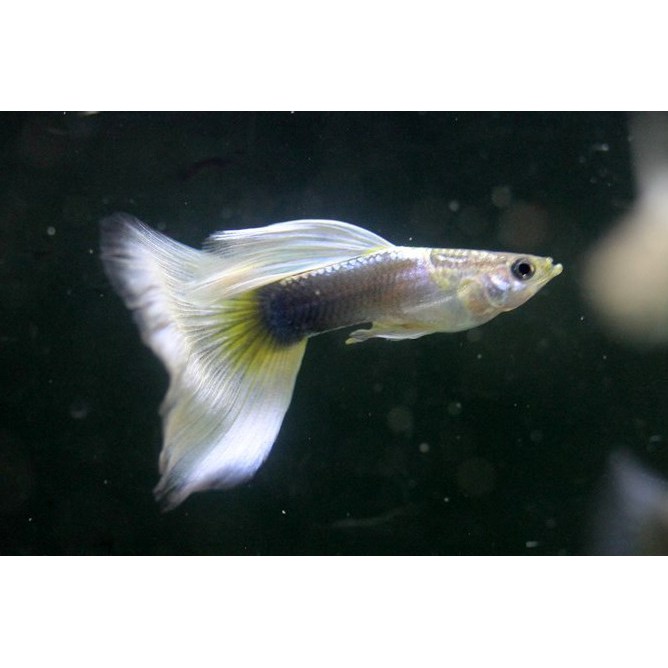 Ikan Hias Gapi Guppy Pastel Aquarium Aquascape Garansi Hidup