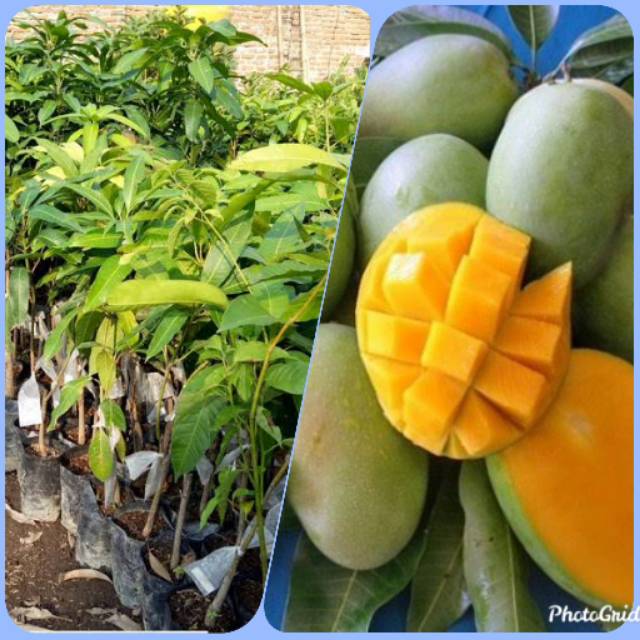 Bibit pohon arumanis bibit buah mangga arumanis