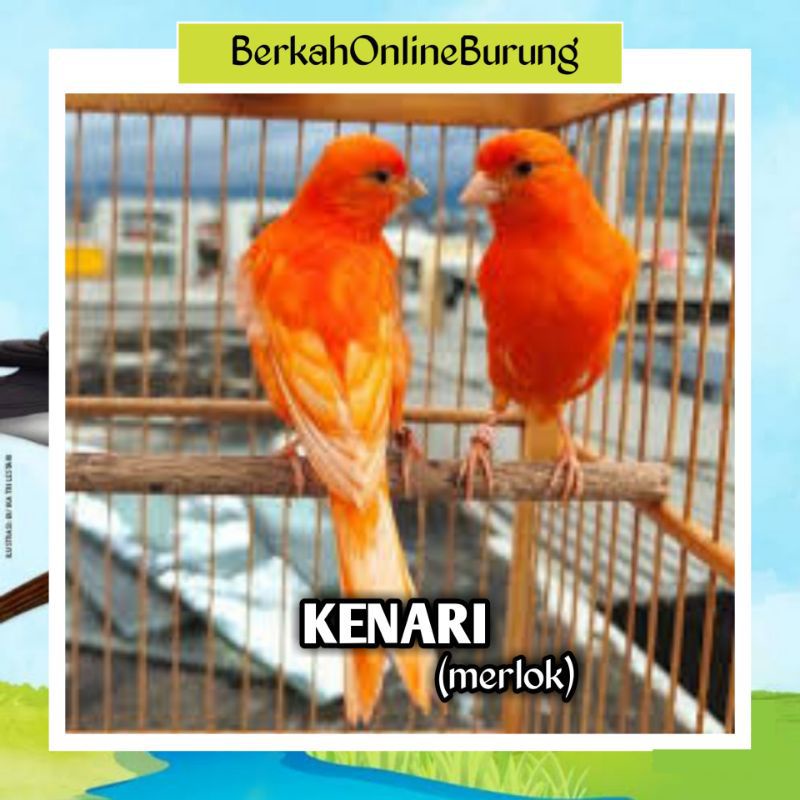 Burung Kenari Jantan Bahan Merlok Sepasang Pilihan Rawatan Bunyi Ngriwik